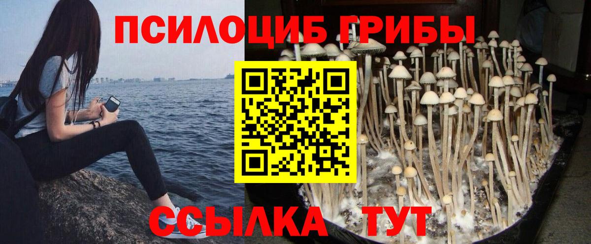 Галлюциногенные грибы Psilocybine cubensis Серов